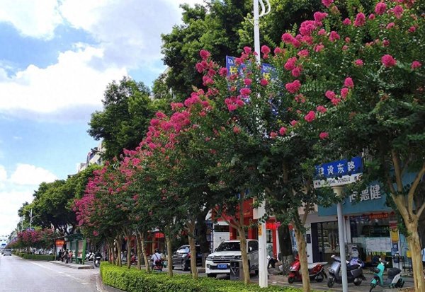 KB资产 靓！贺州3万株紫薇花竞相绽放！