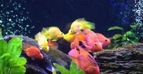 掘金配资 水温25度养鹦鹉鱼最舒服，箱子小了它不高兴，你家鱼儿咋样？