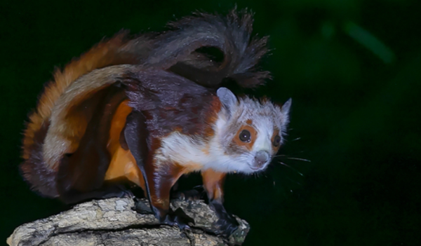 胜亿配资  阳台偶遇 “高空挑战者”！19 楼红白鼯鼠展翅，解锁城市新邻居